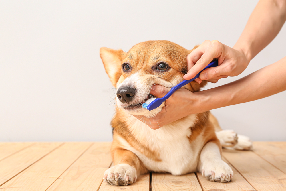 犬の歯磨きの頻度を増やすための対処法