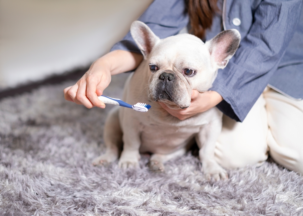 犬の歯磨きの頻度が多いほど口腔トラブルのリスクが減る