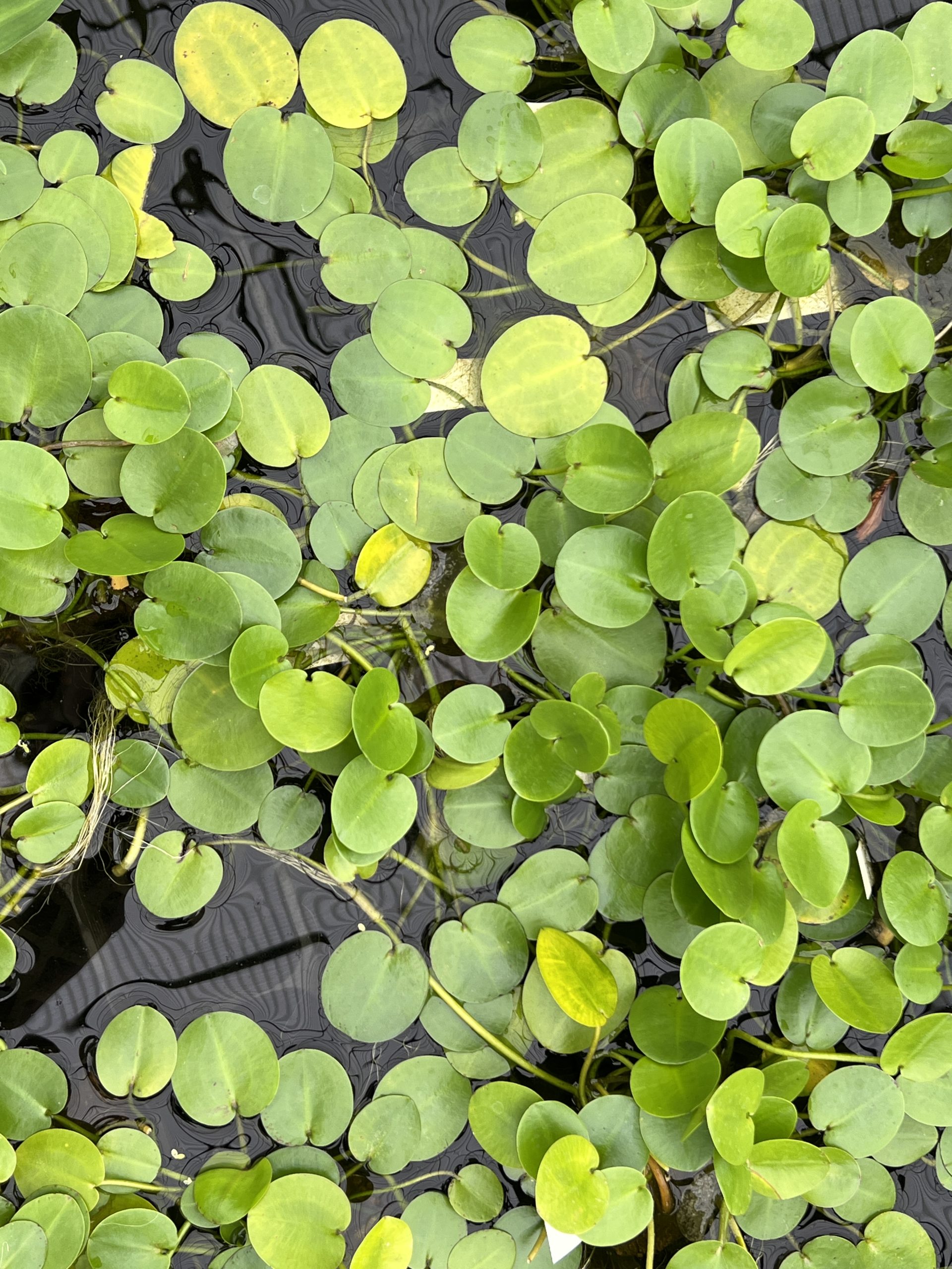 メダカが喜ぶ水草10選！選び方とレイアウト方法を詳しく解説 