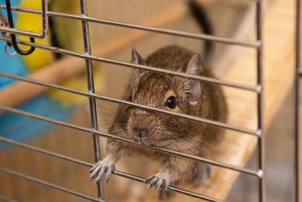 【獣医師監修】デグーの飼い方を初心者向けに解説！必要なものと注意点も紹介 | コーナンTips