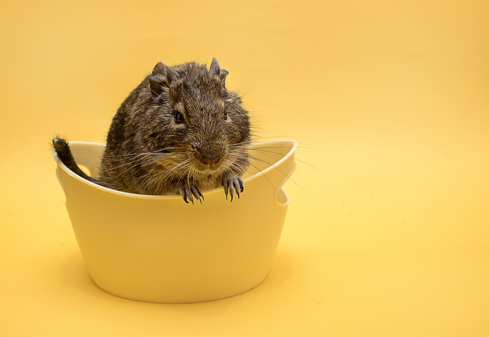 【獣医師監修】デグーの飼い方を初心者向けに解説!必要なものと注意点も紹介 | コーナンTips