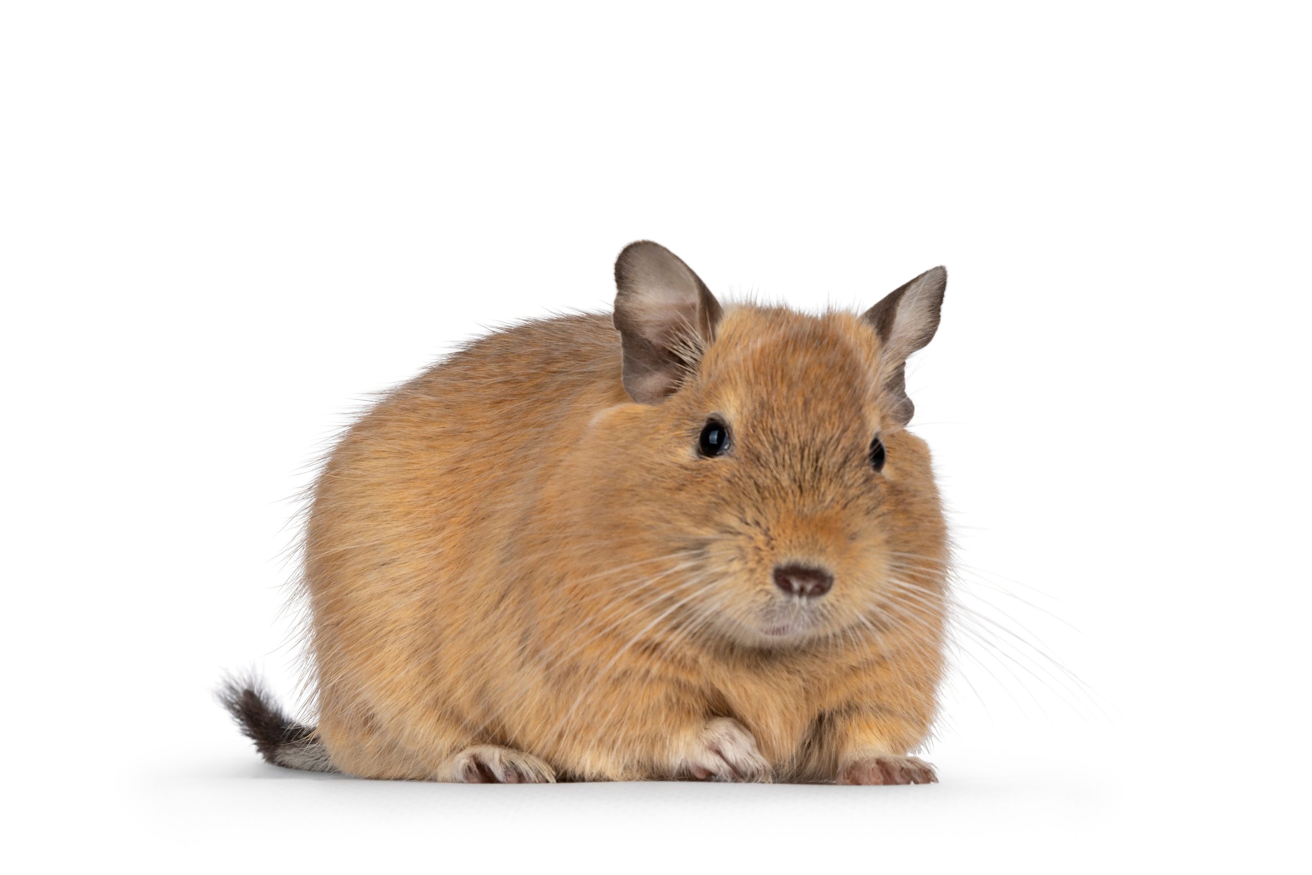 【獣医師監修】デグーの飼い方を初心者向けに解説！必要なものと注意点も紹介 | コーナンTips