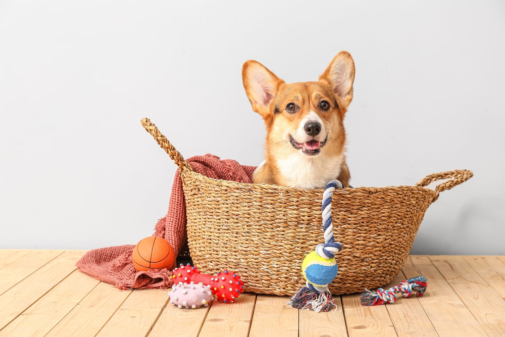 かごの中に入ったコーギーと犬用おもちゃ