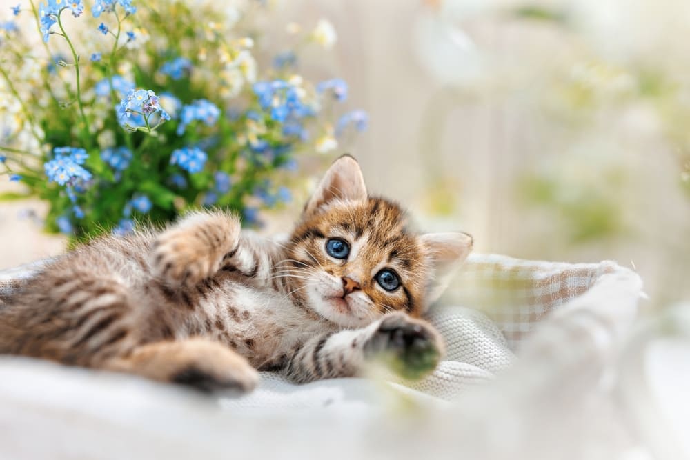 ペットベッドで横になっている子猫