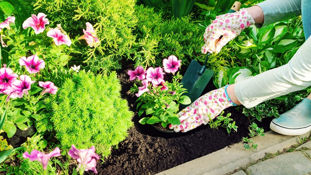 春の花苗を植えるガーデニング作業