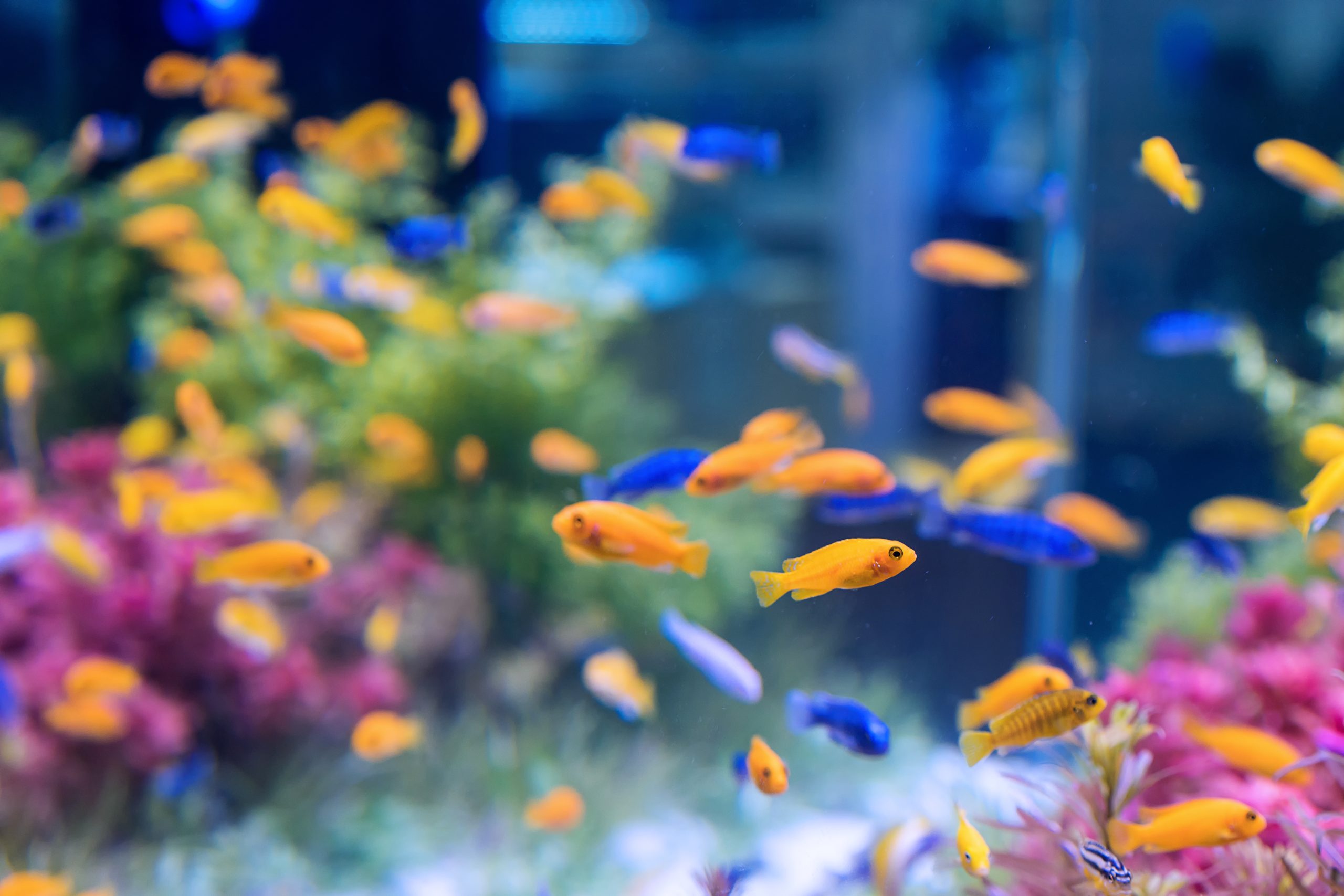 初心者が飼いやすい魚10選|飼育が簡単な魚の選び方と必要なもの