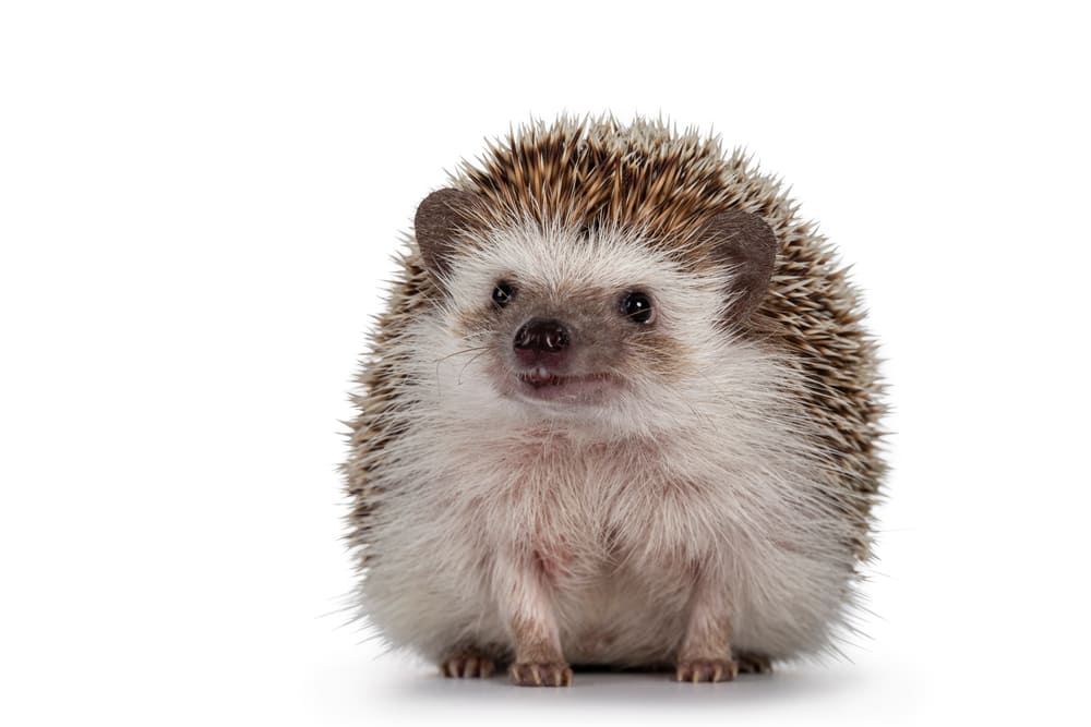 ハリネズミの飼い方｜初心者に必要な基本情報と飼育方法を解説 