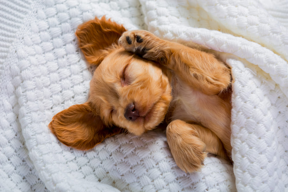 犬の睡眠時間は人間よりも長い