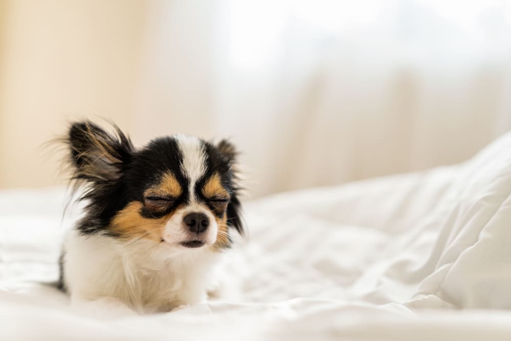 犬種と睡眠時間の目安