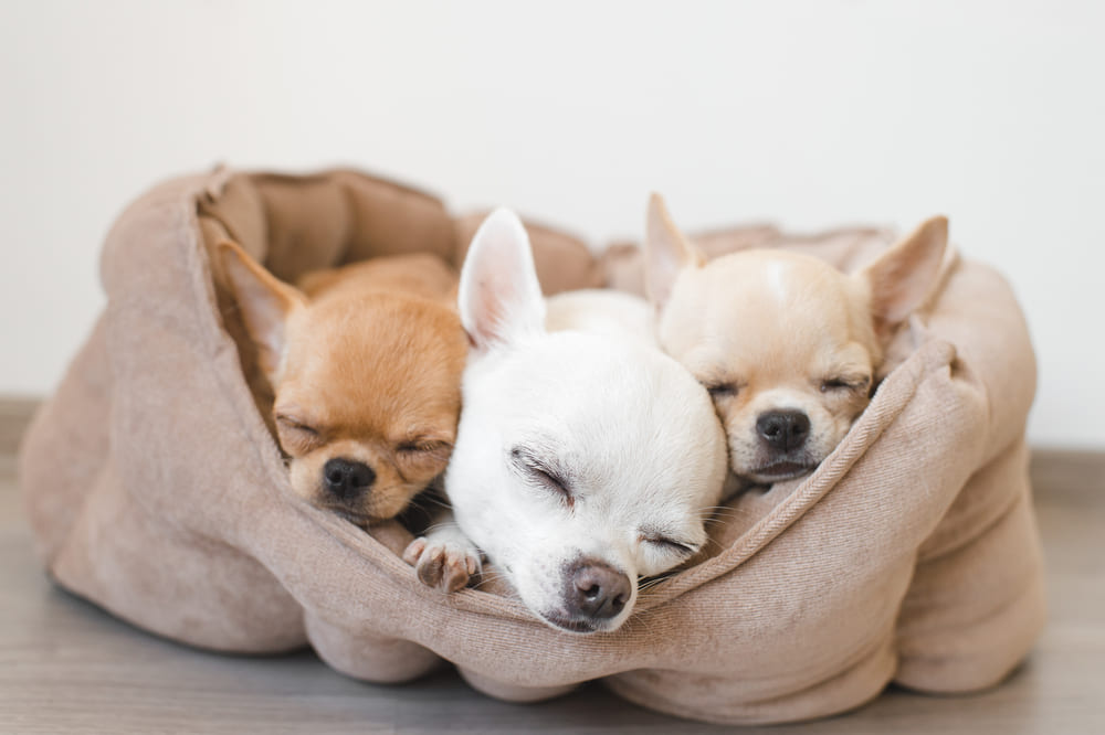 犬の睡眠時間の変化と原因