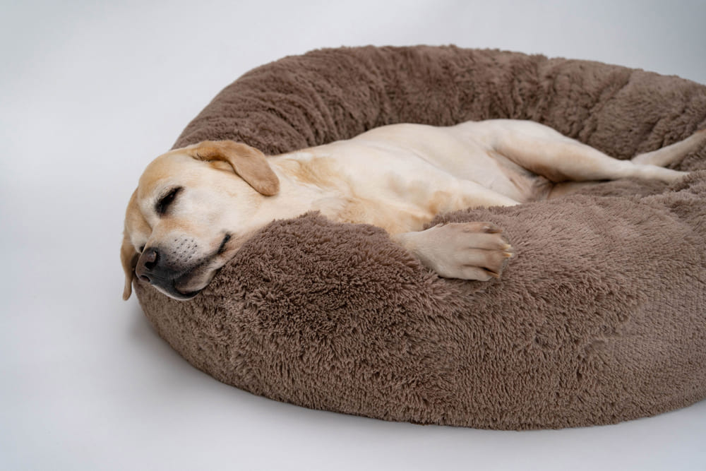 犬が快適に眠れる環境づくりのポイント