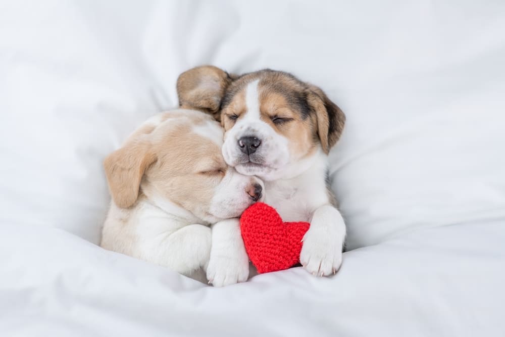 愛犬の睡眠時間から良質な睡眠がとれているか確認しよう