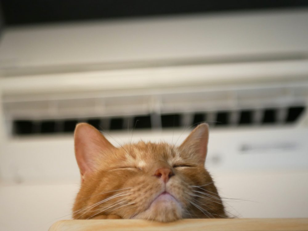 エアコンの下で目を細めながら涼む猫