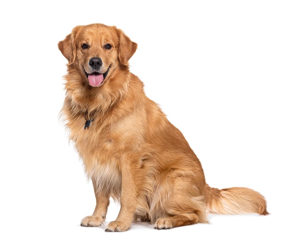 飼い やすい 犬