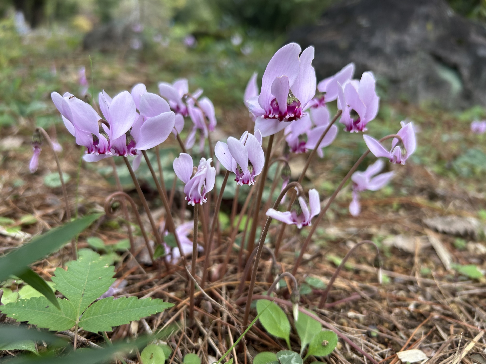 シクラメン・へデリフォリウム