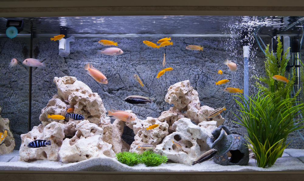 熱帯魚の水槽を掃除する際の注意点