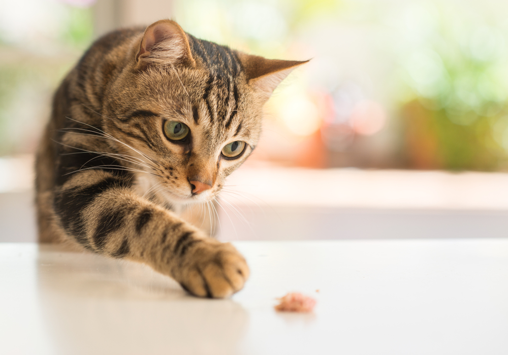 鳴き声が小さくて飼いやすい猫