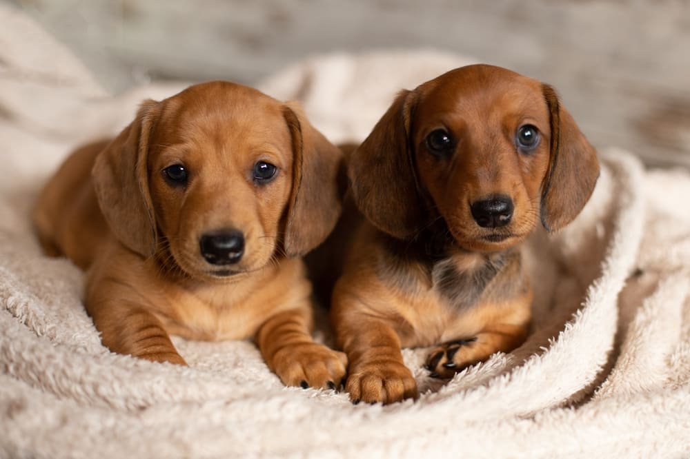 飼いやすい犬ってどんな犬？