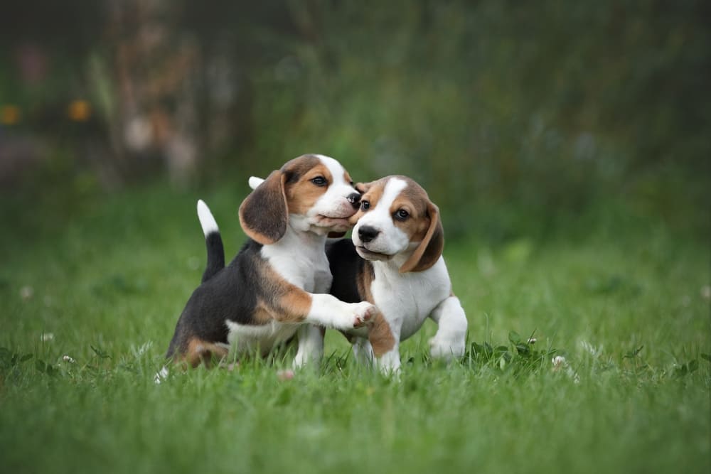 お手入れが楽ちんで飼いやすい犬4選