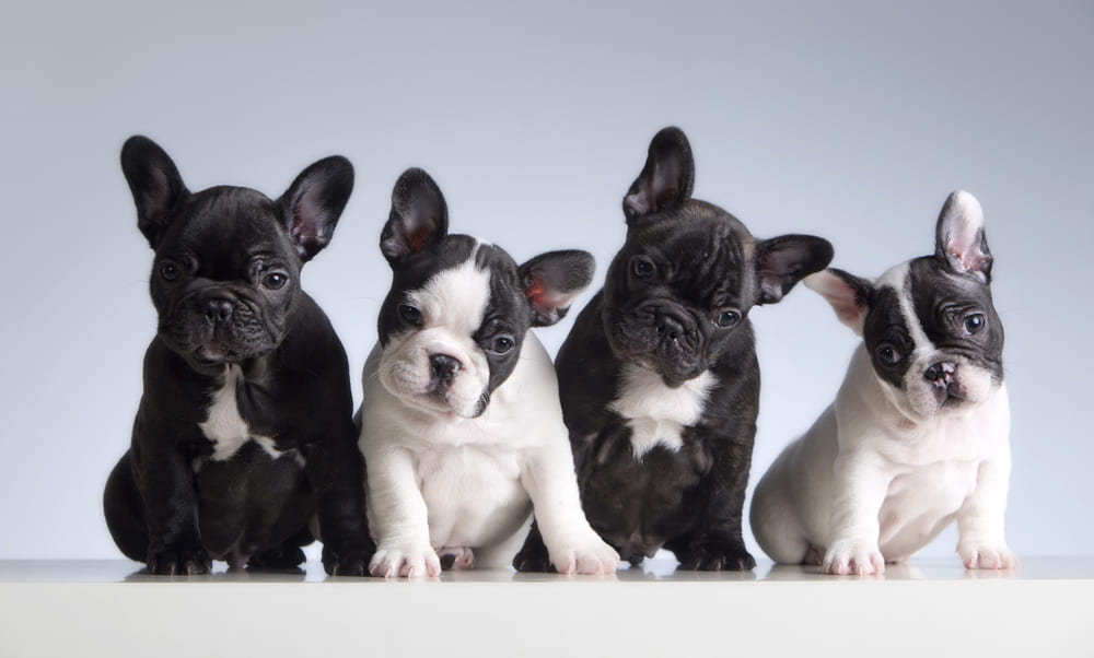 飼いやすい犬に育てるには