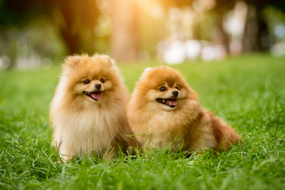 初心者におすすめの小型で飼いやすい犬4選