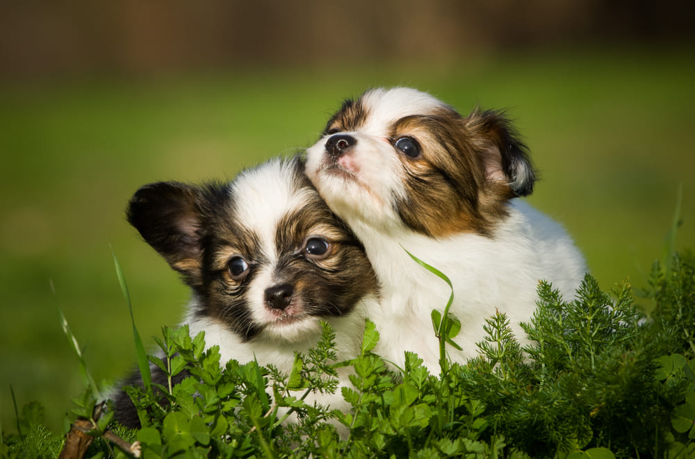 飼いやすい犬もお迎えしてからの育て方が大切