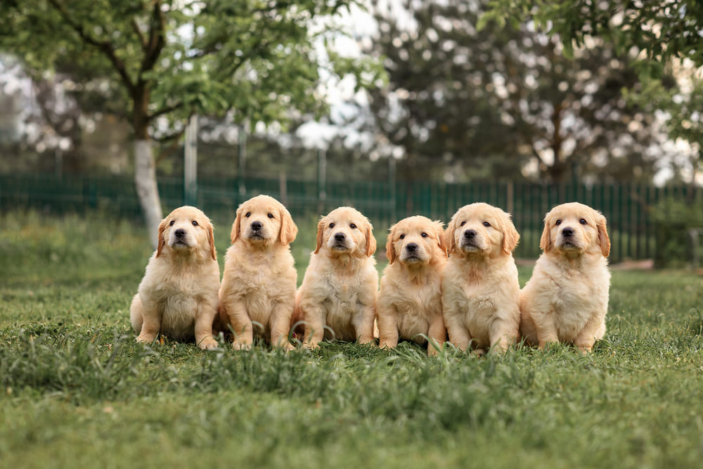 なつきやすくて飼いやすい犬6選