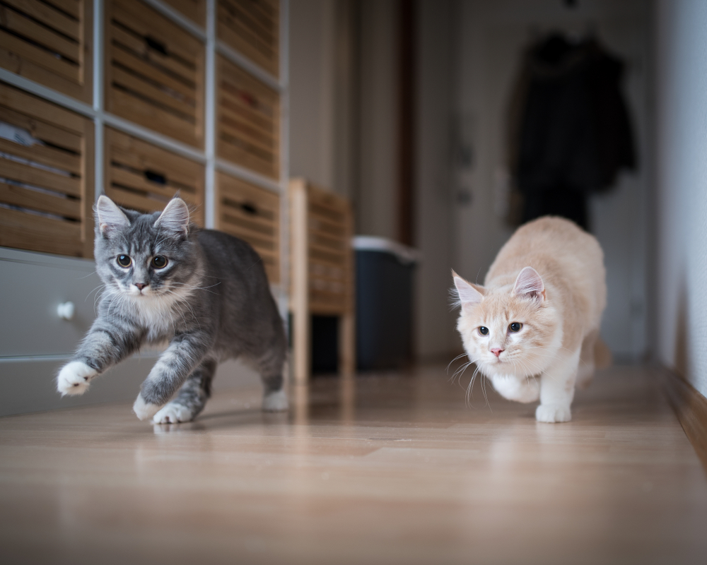 丈夫で飼いやすい猫