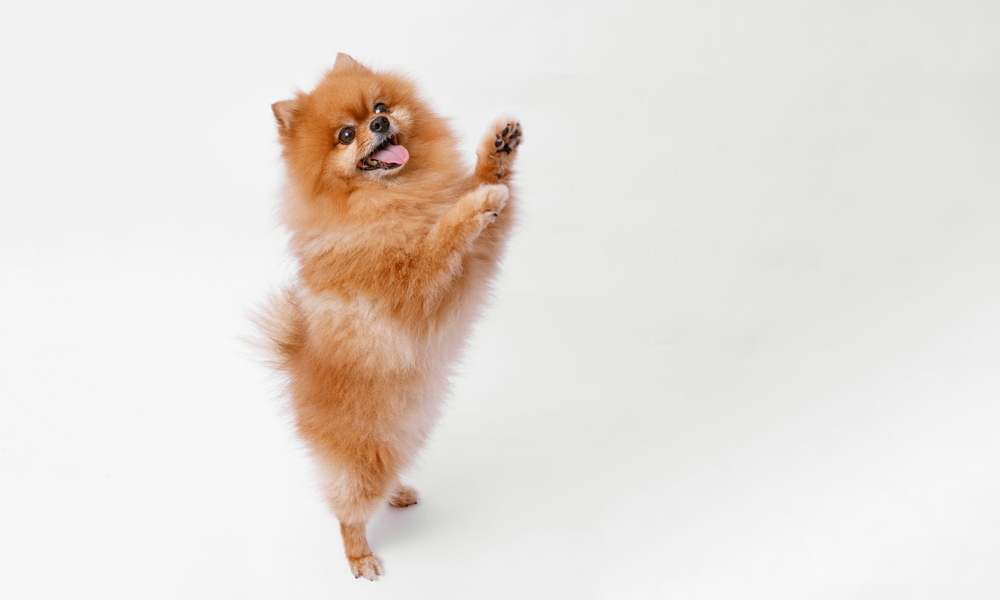 ポメラニアンの特徴をふまえた飼い方