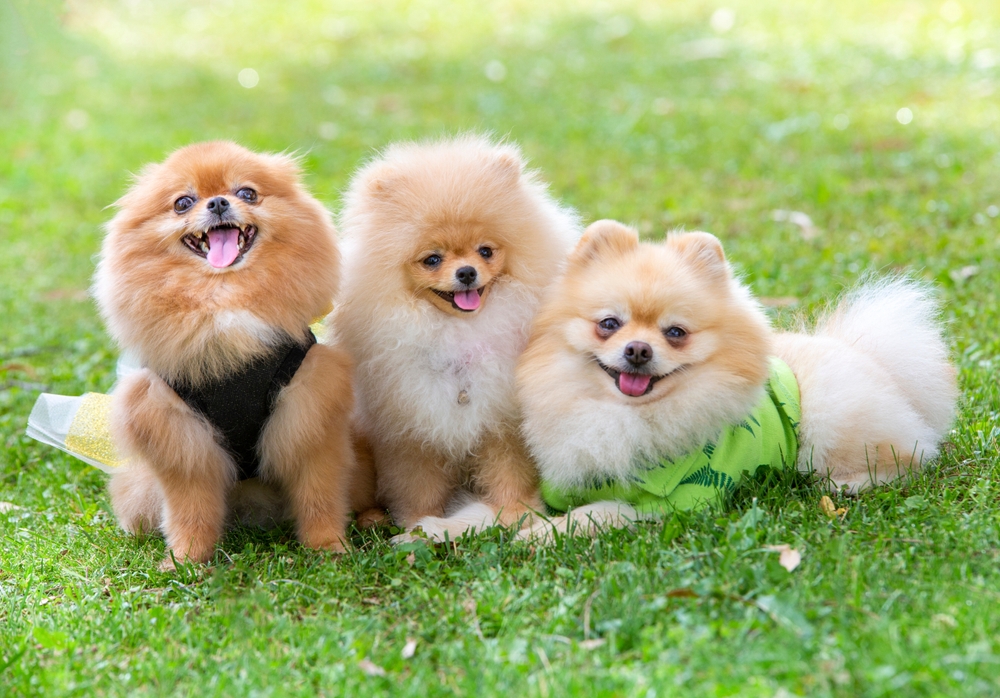 ポメラニアンは飼いやすい犬種！特徴を知ってお迎えしよう