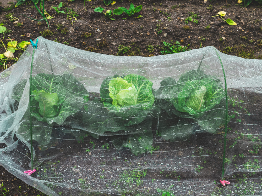 11月に植える野菜の注意点