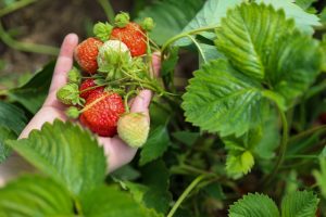 初心者におすすめ！11月に植える野菜から育ててみよう