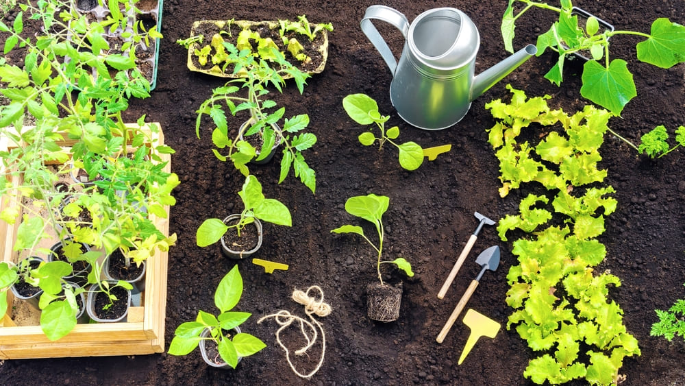 11月に野菜を植えるために必要なもの