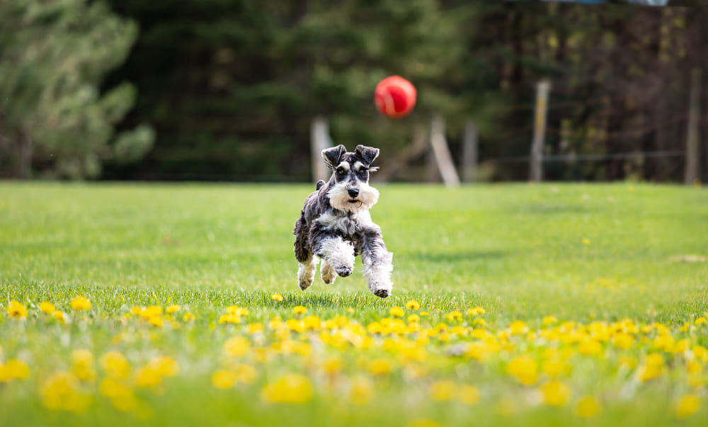 ミニチュアシュナウザーの基本の飼い方