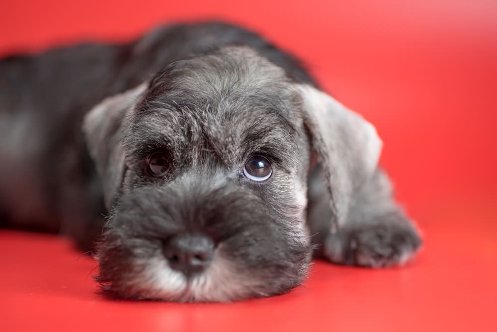 ミニチュアシュナウザーを愛犬として迎えよう！