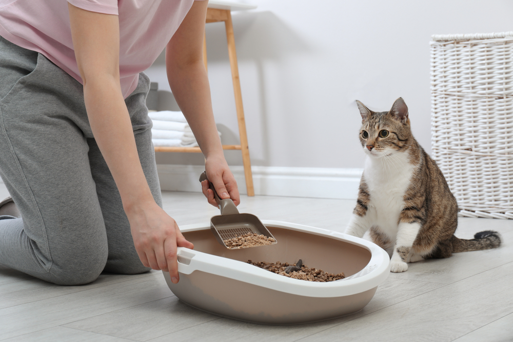 猫用トイレを掃除している飼い主さん