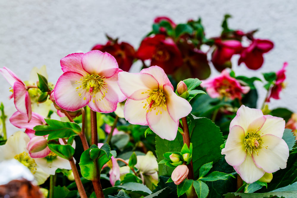 12月に植える花を選んで庭やベランダを彩ろう