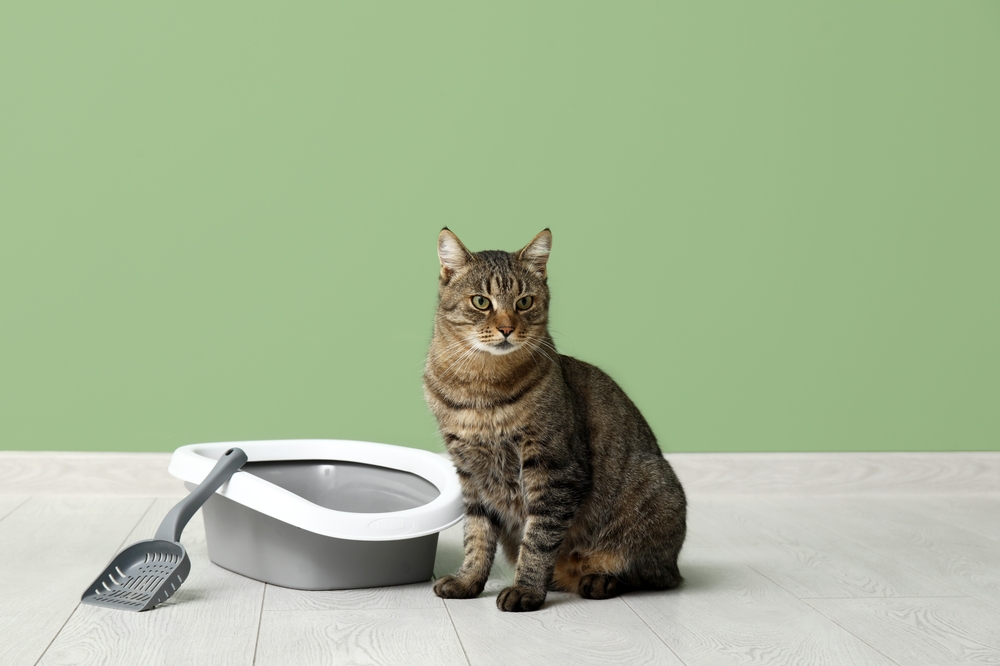 猫用トイレのそばに立っている猫ちゃん