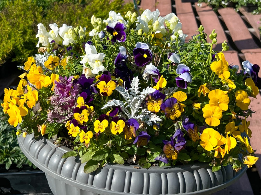 1月に植える花