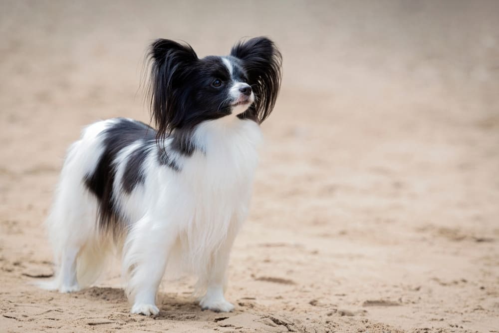 パピヨンの性格と飼ううえでの注意点