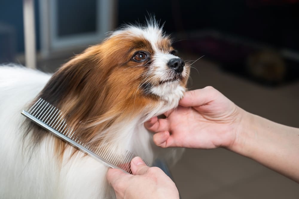 パピヨンの性格をふまえた上手な飼い方