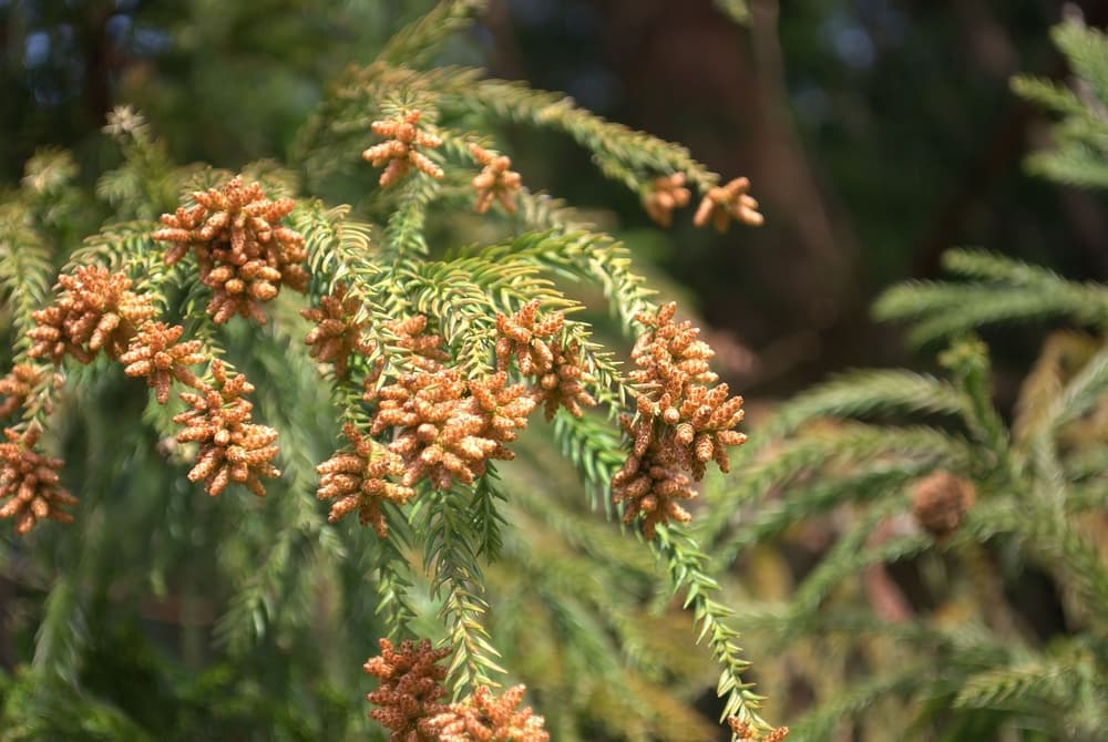 花粉を多ばす植物の実写