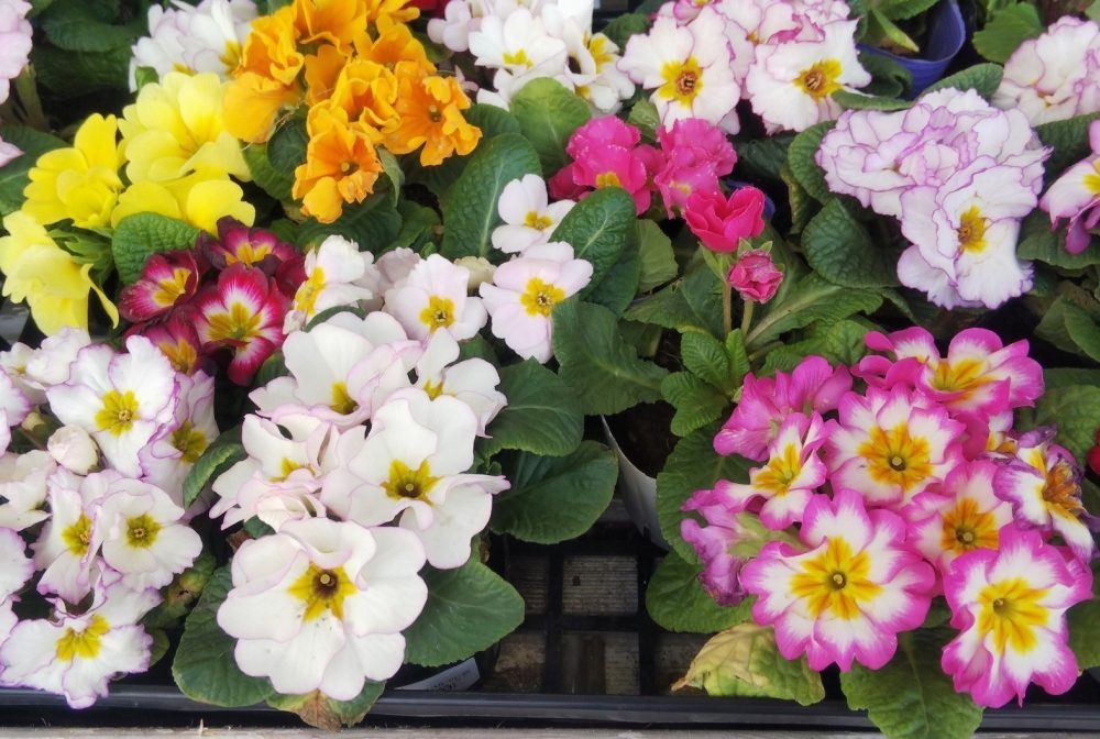 プリムラ・ジュリアン