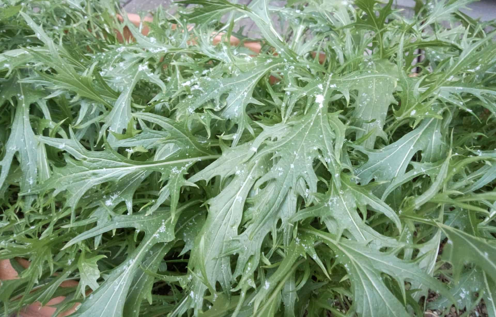 雪がぱらついて乗っている水菜