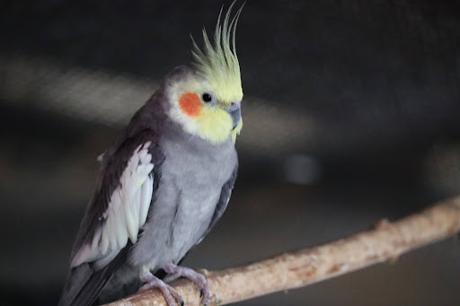 ノーマルグレーのオカメインコ