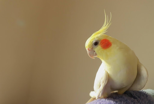 ルチノーのオカメインコ