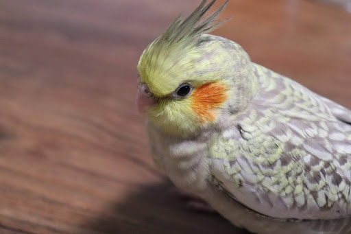 パールのオカメインコ