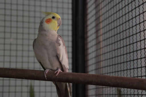 シナモンのオカメインコ