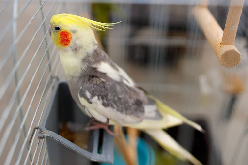 パイドのオカメインコ