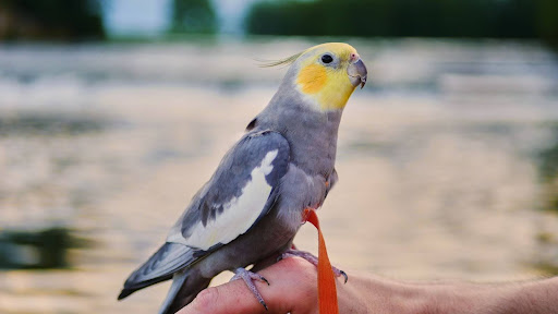 パステルフェイスのオカメインコ